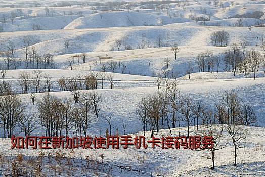 如何在新加坡使用手机卡接码服务