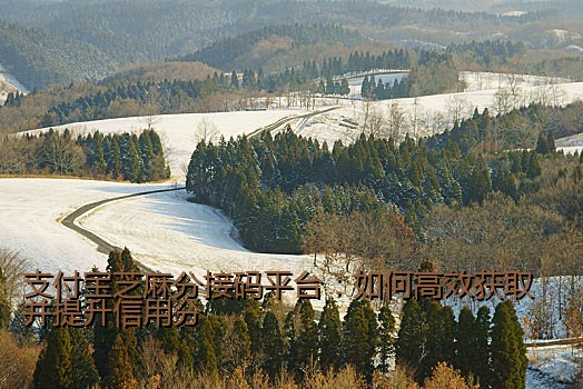 支付宝芝麻分接码平台：如何高效获取并提升信用分