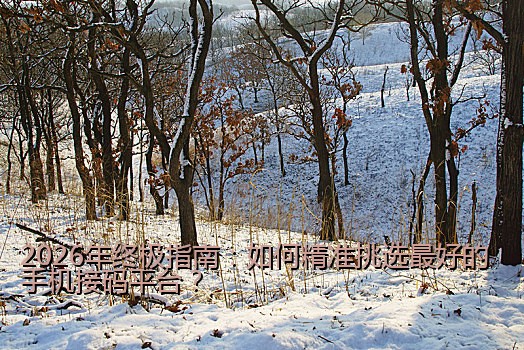 2026年终极指南：如何精准挑选最好的手机接码平台？