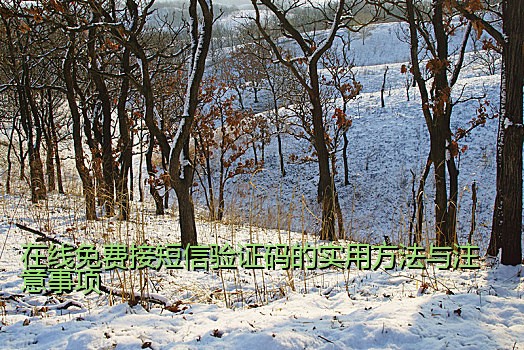 在线免费接短信验证码的实用方法与注意事项